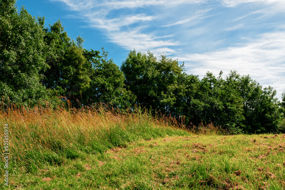 Field with cut and uncut green grass by a forest. Warm sunny day. Agriculture industry. Creating stock for winter concept. Blue cloudy sky. Field with cut and uncut green grass by a forest. Warm sunny day. Agriculture industry. Creating stock for winter concept. Blue cloudy sky.