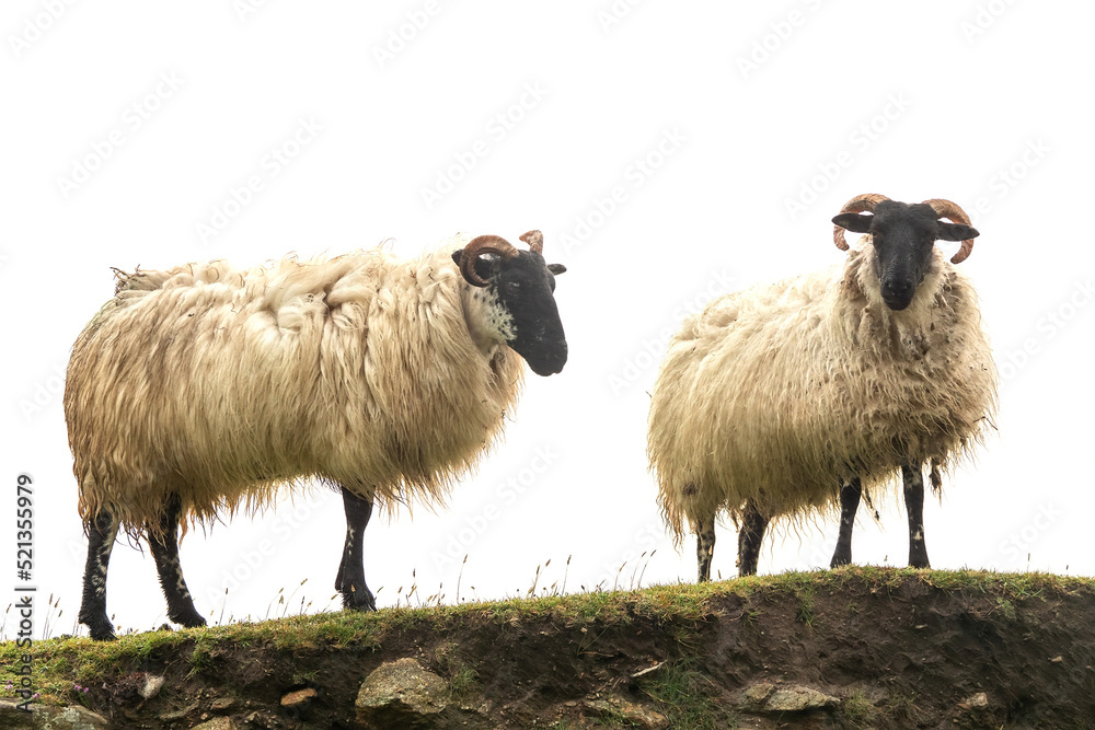 Naklejka premium Wool sheep on top of a hill, bright background. Farming and agriculture industry background.