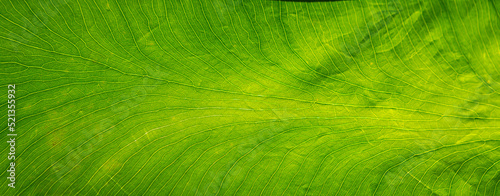 A close up of the textures of a bright green leaf/fern, background image or texture, veins