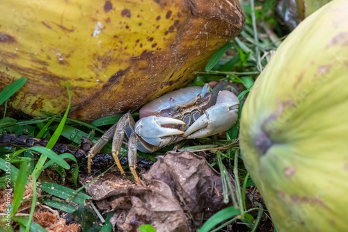 Cardisoma carnifex Tahiti Tupa Crab photo