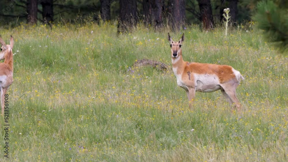 A female pronghorn with scars stares forward looking for danger. A female pronghorn with scars stares forward looking for danger.