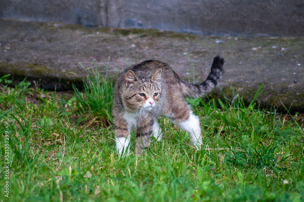 Fototapeta premium portrait of a gray street cat