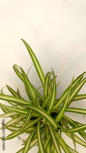 green leaf white background photo