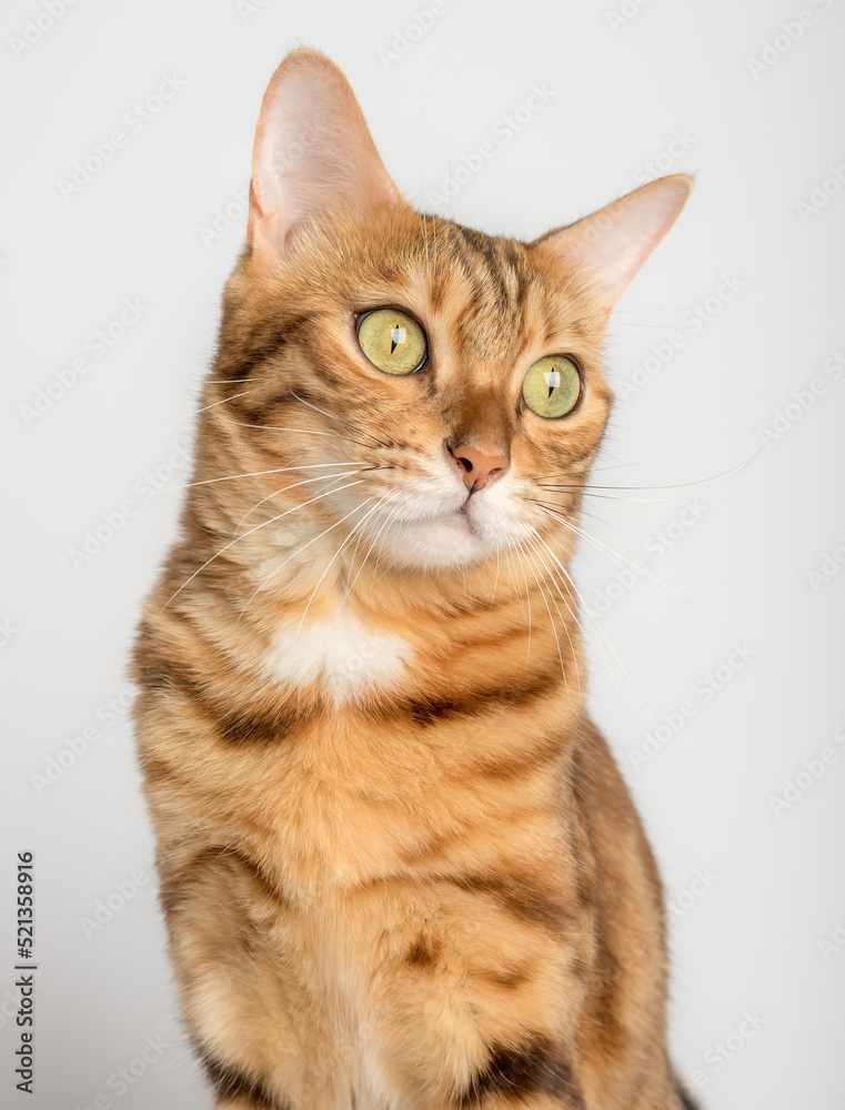 Close-up portrait of a cat on a white background.