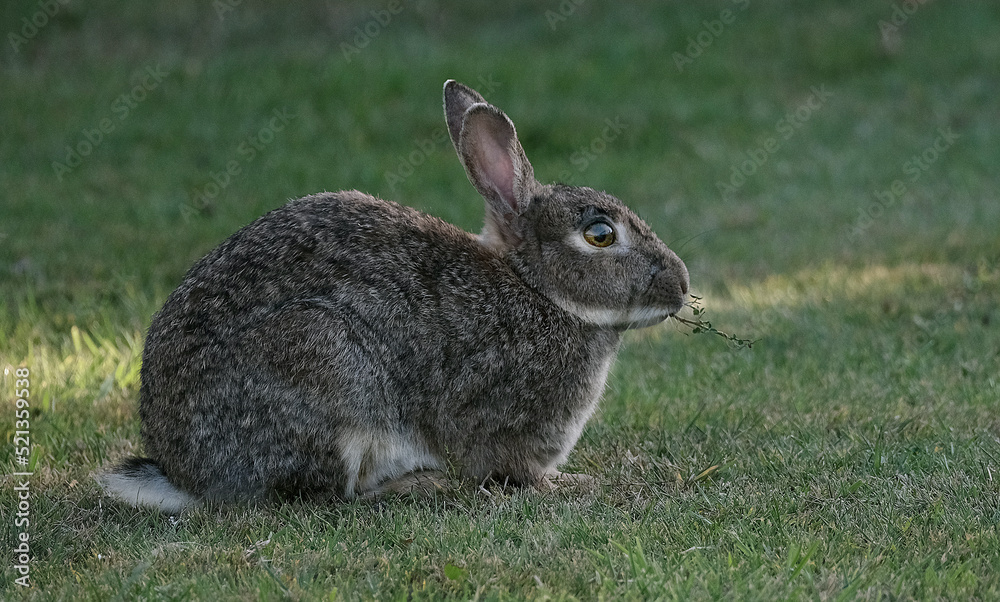 Rabbits, also known as bunnies or bunny rabbits, are small mammals in the family Leporidae of the order Lagomorpha. Rabbits, also known as bunnies or bunny rabbits, are small mammals in the family Leporidae of the order Lagomorpha.