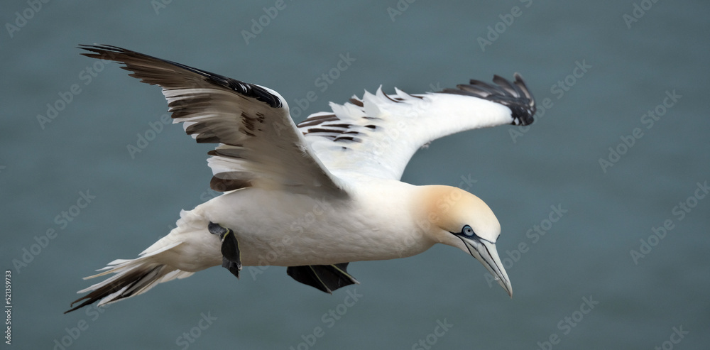 Gannets are seabirds comprising the genus Morus, in the family Sulidae, closely related to boobies. Gannets are seabirds comprising the genus Morus, in the family Sulidae, closely related to boobies.