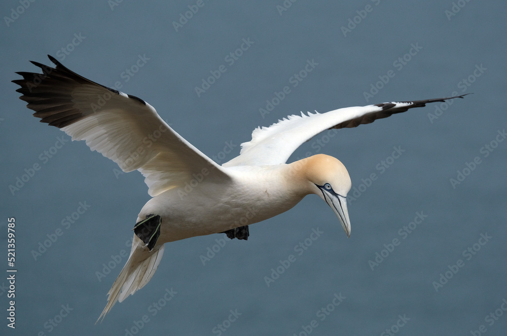 Gannets are seabirds comprising the genus Morus, in the family Sulidae, closely related to boobies. Gannets are seabirds comprising the genus Morus, in the family Sulidae, closely related to boobies.