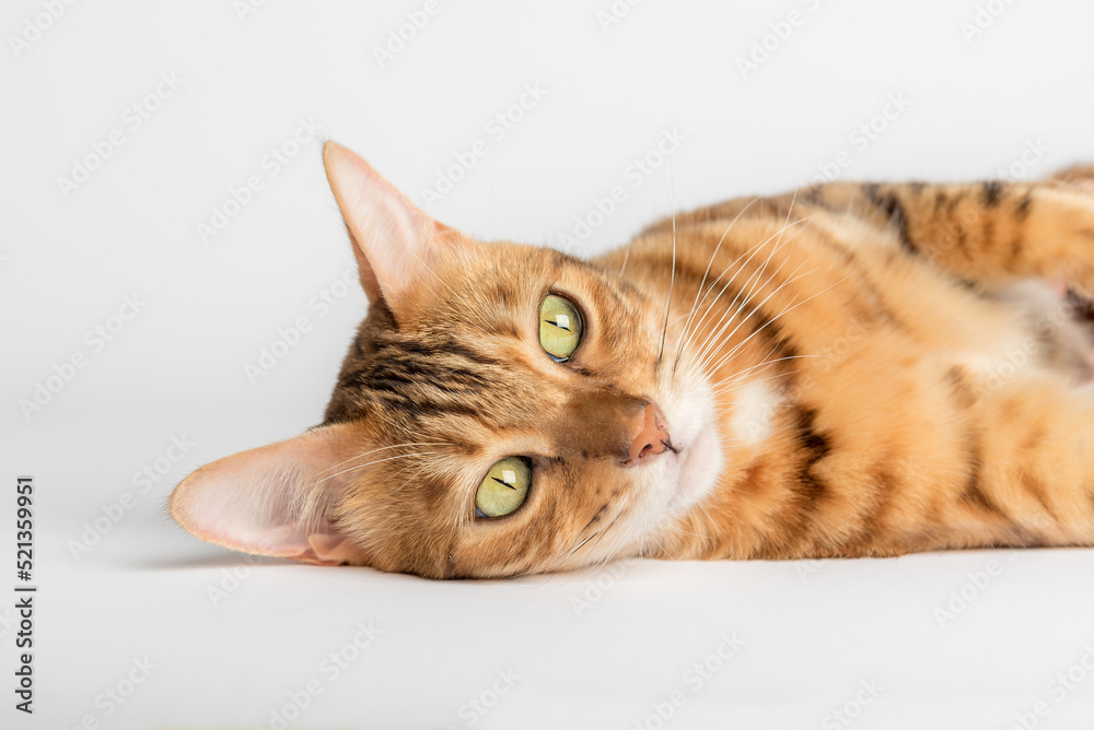 The head of a Bengal cat lies on a white background.