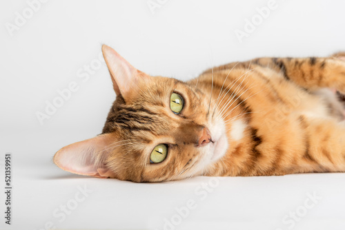 The head of a Bengal cat lies on a white background.