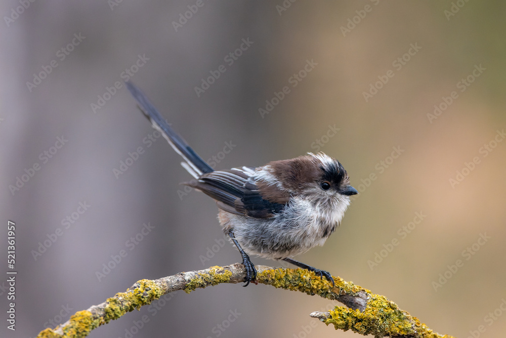 Naklejka premium Mallernga cuallarga