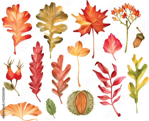 Colorful watercolor leaves, chestnut, berry, acorn and rose hips isolated elements set 