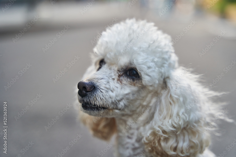 White miniature poodle pedigree dog standing on the asphalt road and posing to the camera