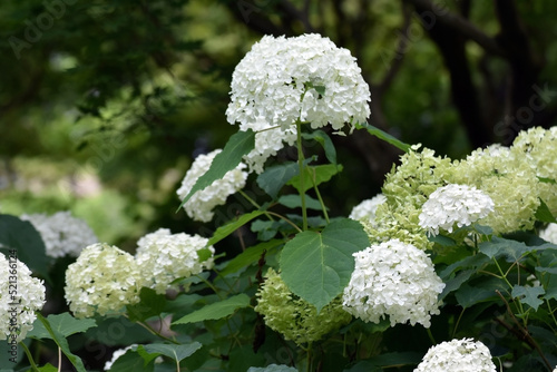 白い紫陽花