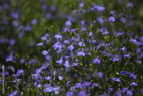 lavender field in region