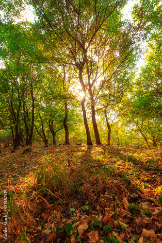 Sun shining through the branches of tall beech trees in the forest