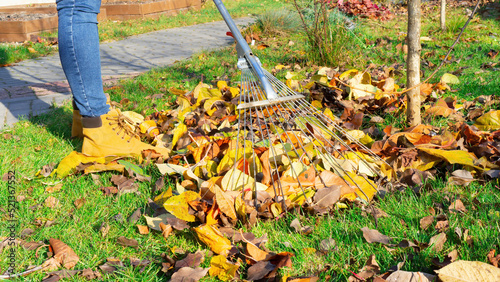 The gardener is raking the grass around the young trees in his orchard. Using a fan rake to remove leaves from the lawn. Autumn work in the garden on a sunny day.