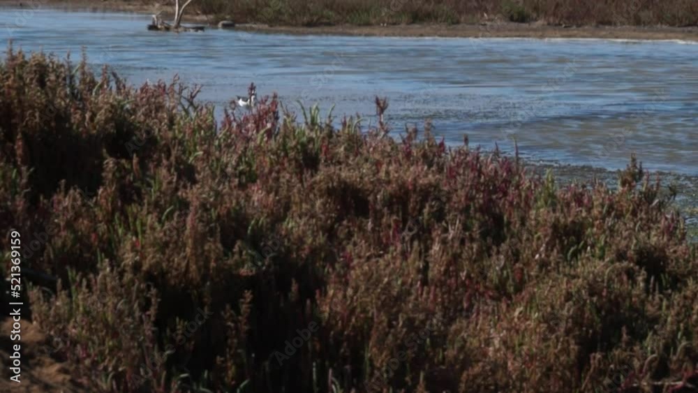The image shows birds of the species Himantopus mexicanus in a wetland in northern Chile