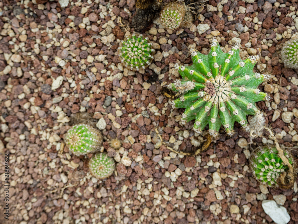 a group of tropical cacti grows in a botanical garden, top view a group of tropical cacti grows in a botanical garden, top view