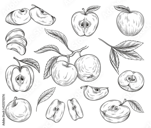 Hand drawn apples set. Sketches with whole fruits, cut pieces, slices and parts. Vintage design elements for packaging and printing. Simple linear vector collection isolated on white background