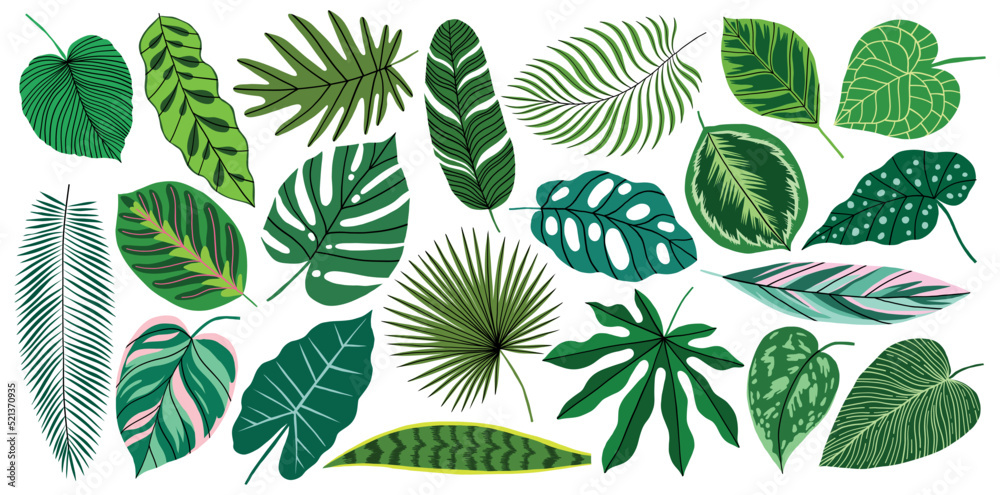 Vector tropical leaf set. Green jungle exotic plant element collection