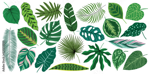 Vector tropical leaf set. Green jungle exotic plant element collection