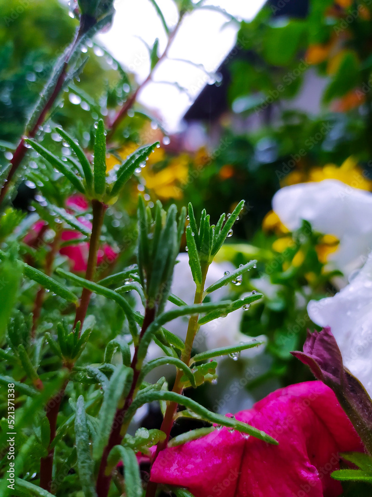 Fototapeta premium flower in the garden