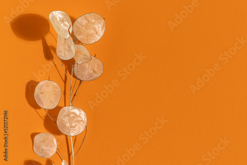 Dried lunaria annua, silver dollar plant on orange background. photo