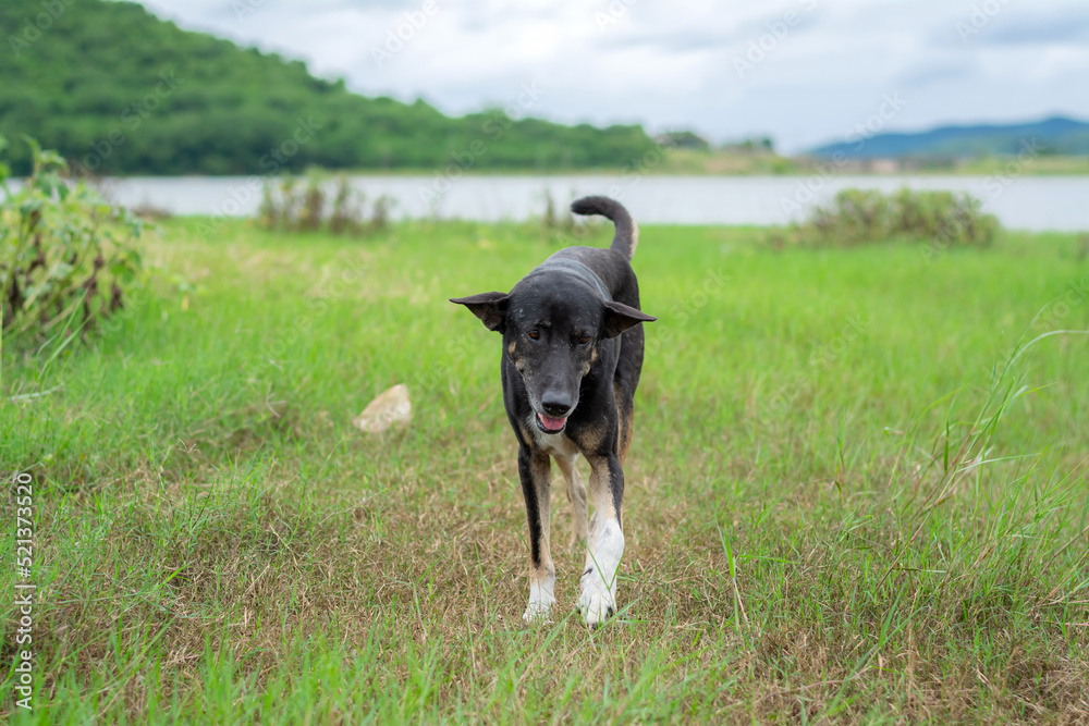 The dog stayed in the reservoir at Huai Phak Reservoir, Tha Yang District, Phetchaburi, Thailand.