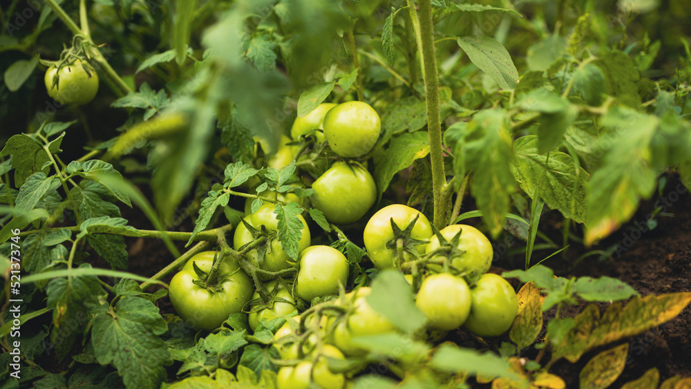 Fototapeta premium Green tomatoes growing in beds. Unripe vegetables on branches in vegetable garden. Concept of horticulture, agriculture and organic products.