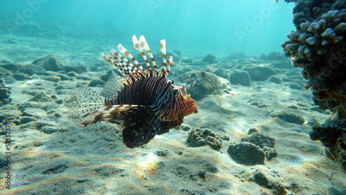 Lion Fish in the Red Sea in clear blue water hunting for food .