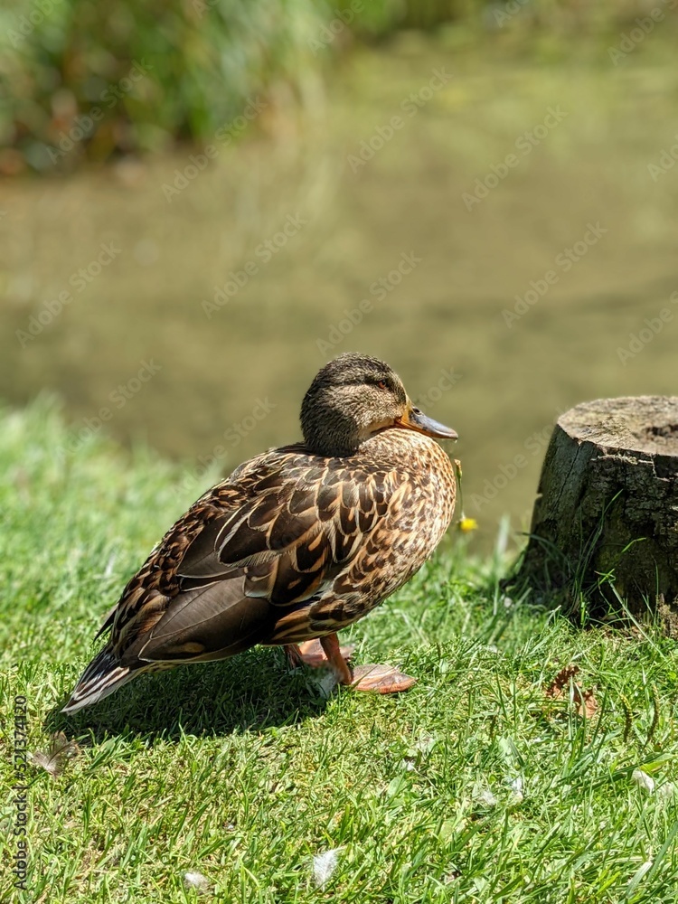 Duck on the grass by the water
