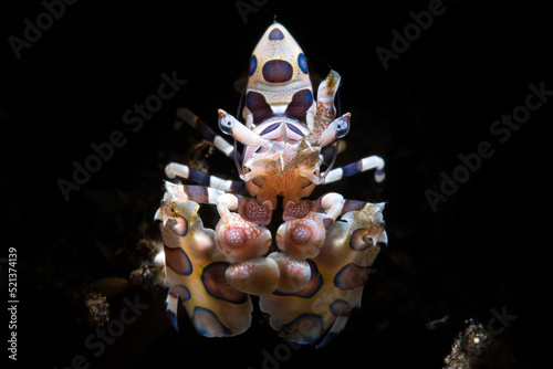 Hymenocera picta, commonly known as the harlequin shrimp, is a species of saltwater shrimp found at coral reefs in the tropical Indian and Pacific Oceans. photo