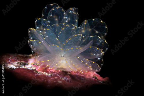 Nudibranch sea slug on the coral reef of macro photography paradise Lembeh in Northern Sulawesi in Indonesia.