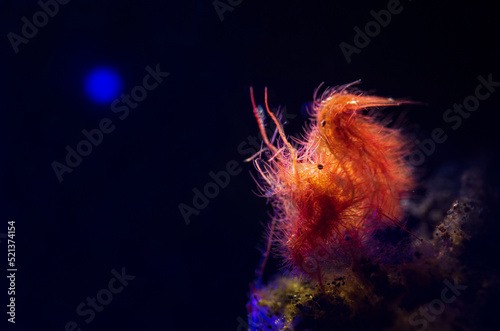 Phycocaris simulans - Hairy shrimp or Red algae shrimp on the coral reef of macro paradise Lembeh in Northern Sulawesi in Indonesia photo