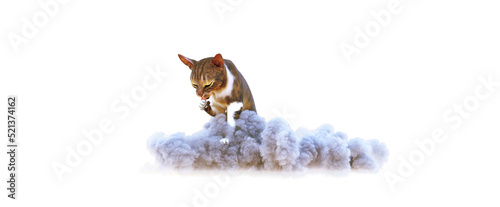 Fototapeta Naklejka Na Ścianę i Meble -  Cat on the clouds, even cats go to heaven, 3d illustration, 3d rendering