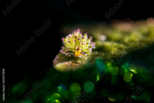 Nudibranch sea slug on the coral reef of macro paradise Lembeh on the tropical island of Sulawesi in Indonesia