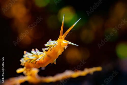 Flabellina is a genus of sea slugs, specifically aeolid nudibranchs. These animals are marine gastropod molluscs in the family Flabellinidae. Nudibranch while scuba diving in Lembeh, Sulawesi photo