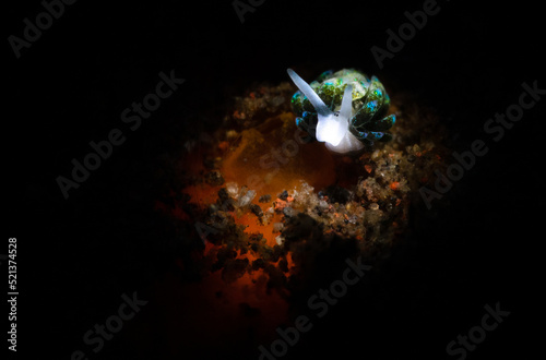 Nudibranch sea slug on the coral reef of macro photography paradise Lembeh in Northern Sulawesi in Indonesia.