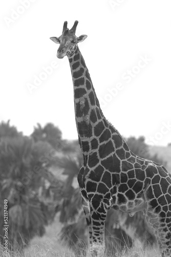 B&w; monochrome; giraffe in the wild; giraffe in black and white; giraffe in the zoo; wild giraffe; giraffe from Africa; giraffe from the savannah; giraffe from Murchison falls national park Uganda