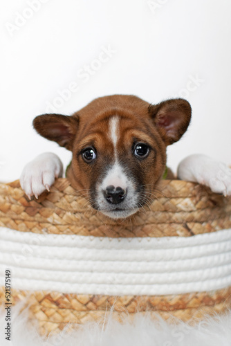 Basenji puppy lying in a basket on a white background