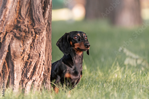 A black miniature dachshund sits in the park near a tree