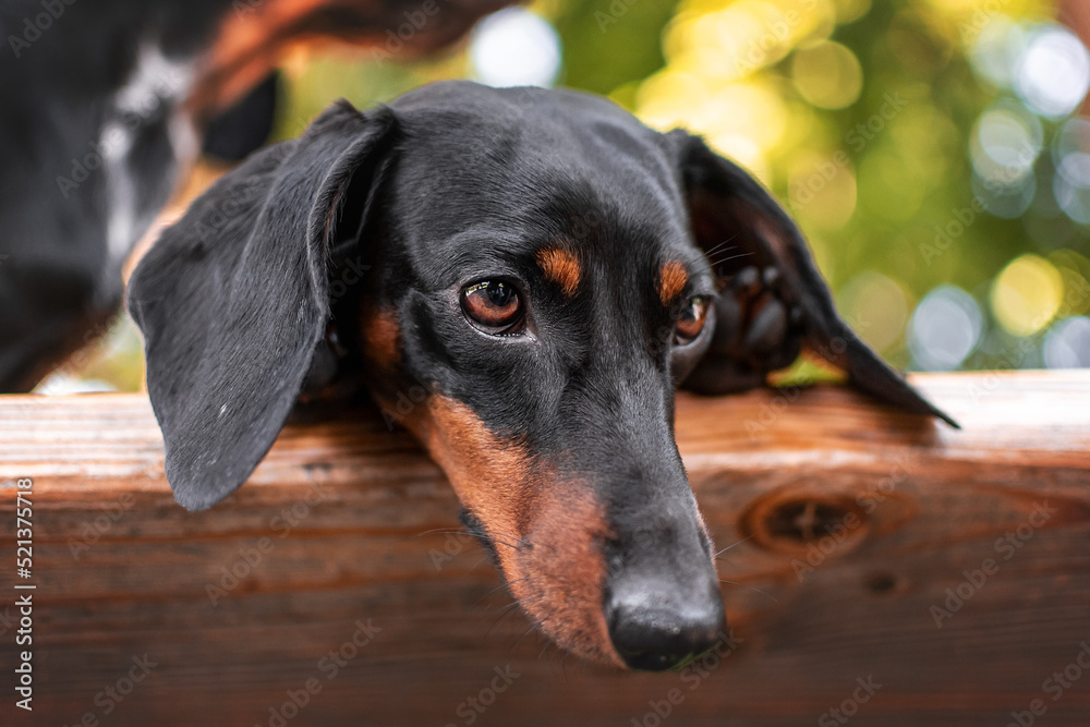 A black dachshund lies on a park bench and looks down