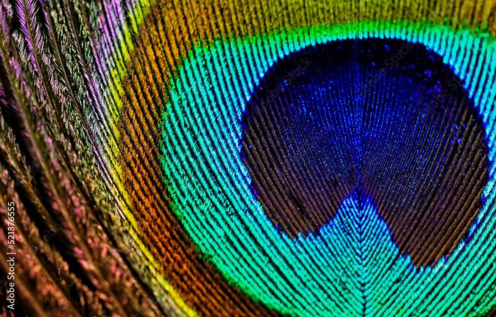 Naklejka premium Feather background. Feather texture. Peafowl feather. Peacock feather. Abstract background. Amazing wallpaper. Janmashtami background. Beautiful feather.