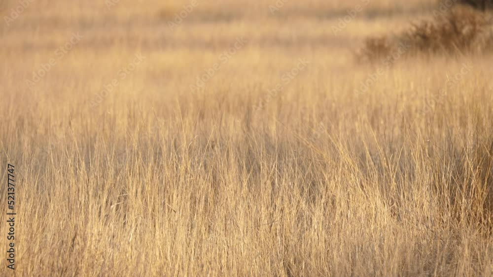 Wild grass plains blowing in the wind in the late afternoon sun, static shot. Wild grass plains blowing in the wind in the late afternoon sun, static shot.