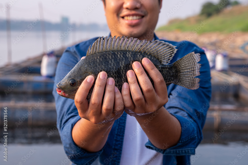 Close up hand of Aquaculture farmer hold quality tilapia yields ...
