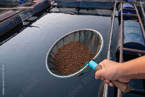 Photography Aquaculture farmers hand hold food for feeding fish in pond in local agriculture farmland