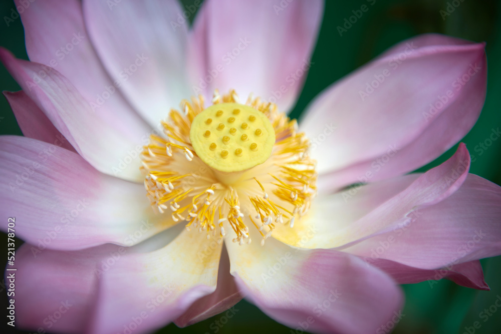 Beautiful pink waterlily or lotus flower on green background. Close-up and selective focus.