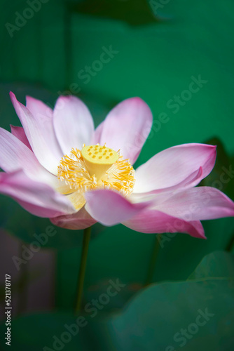 Pink lotus blooming
