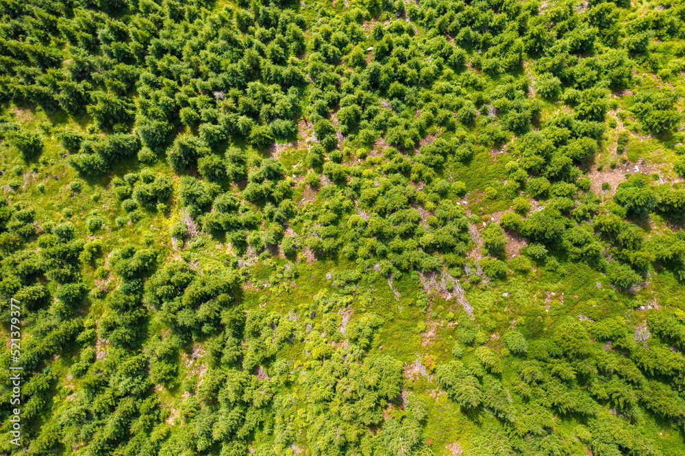Top view of the top of green pine or spruce trees in the forest in sunny summer day. Healthy environment concept in period of climate change concept.