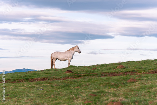 Fototapeta Naklejka Na Ścianę i Meble -  White beautiful horse in the mountains.